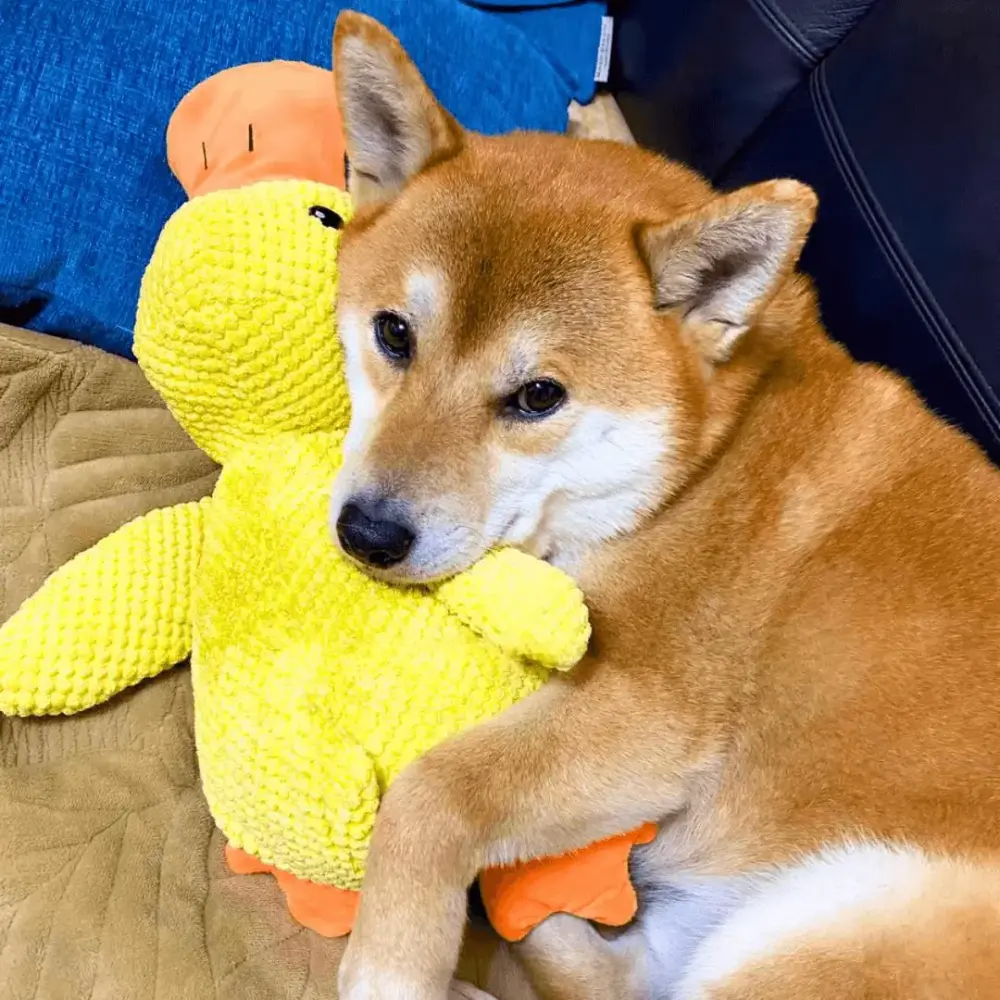Calming Duck Toy by Wowpetsmart®-🔥 Halloween Special Buy one get one free - Image 6