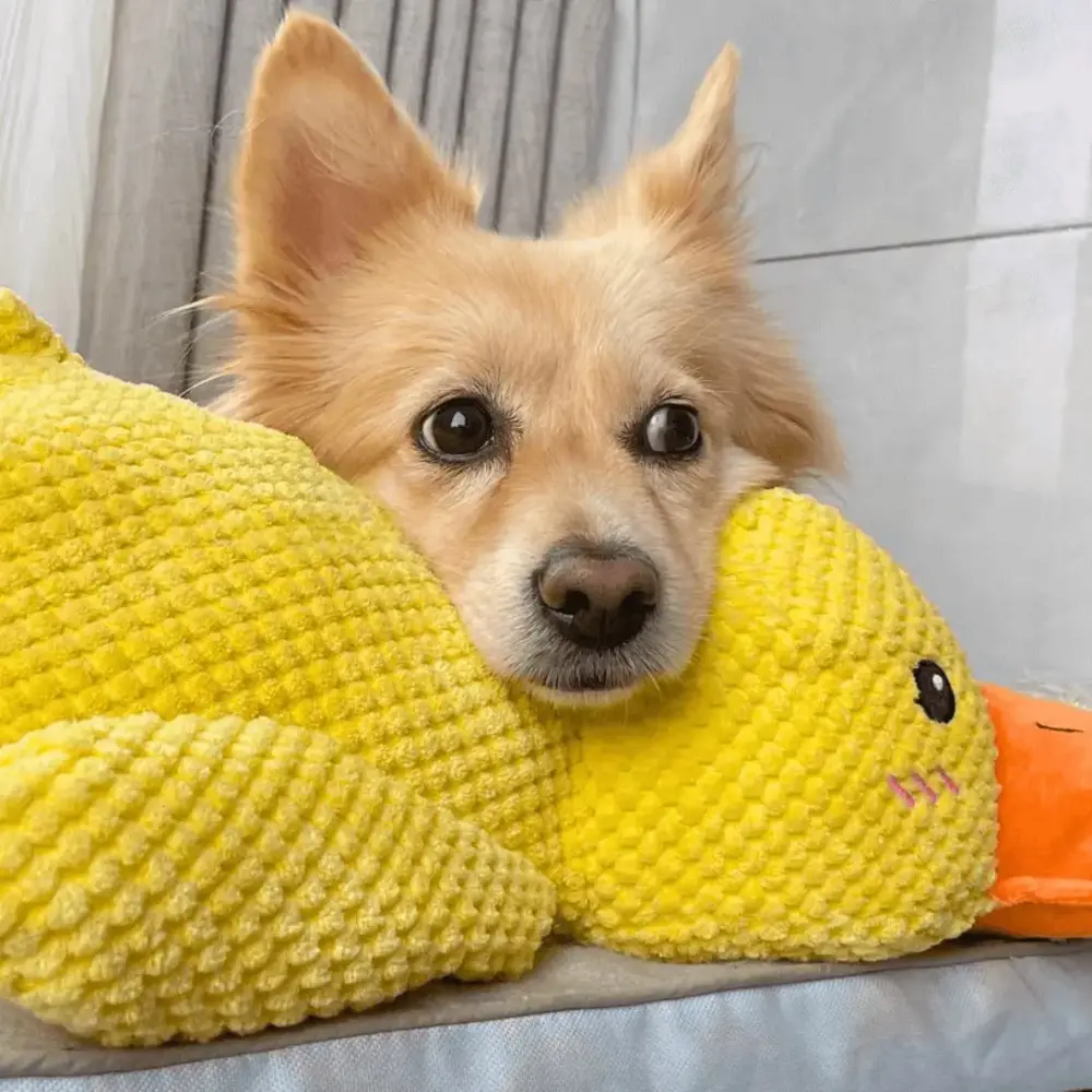 Calming Duck Toy by Wowpetsmart®-🔥 Halloween Special Buy one get one free - Image 4