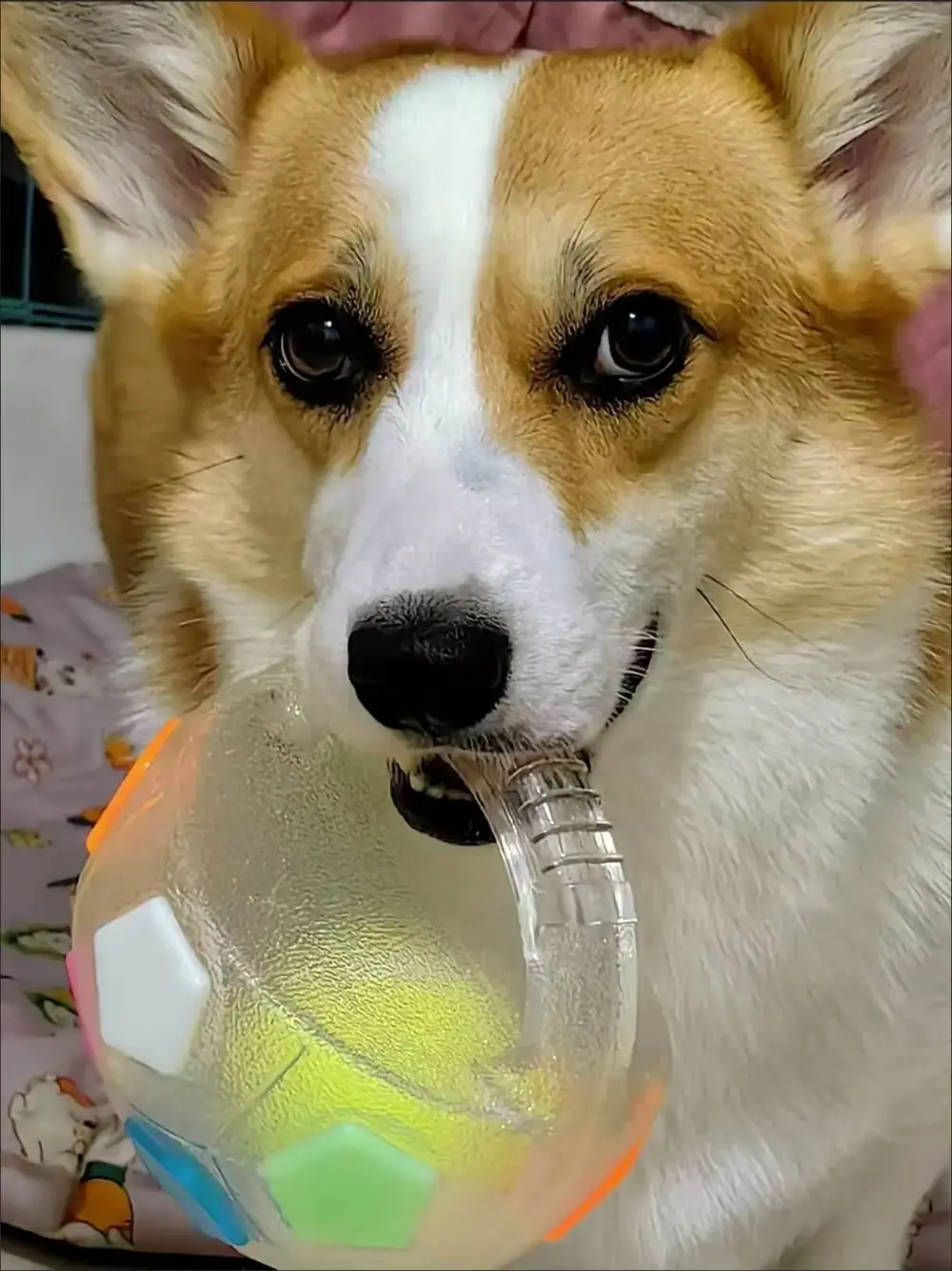 PawKick™ Durable Soccer Toy – Bouncy. Bite-Resistant & Fun  Buy one get one free, double the fun - Image 6